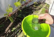 Эффективная подкормка для винограда весной