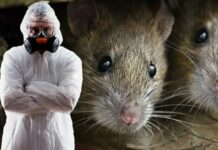 Дератизация: методы и цели проведения мероприятий по уничтожению грызунов