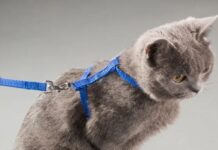 Шлейка для кошки: виды, материалы, правила выбора и использования