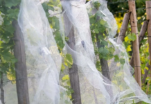 Защита винограда от морозов: когда и как укрывать лозы