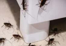 Как навсегда забыть о тараканах в квартире