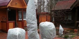 Нужно ли утеплять деревья на зиму: простая инструкция для начинающих