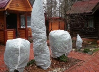 Нужно ли утеплять деревья на зиму: простая инструкция для начинающих