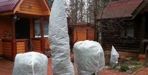 Нужно ли утеплять деревья на зиму: простая инструкция для начинающих