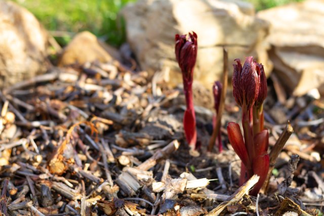 3 обязательные подкормки пионов весной – для поразительного цветения