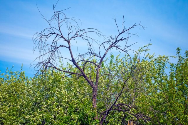 5 признаков того, что дерево не вылечить