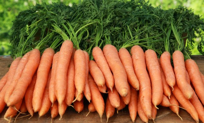 5 секретов сладкой и крупной моркови