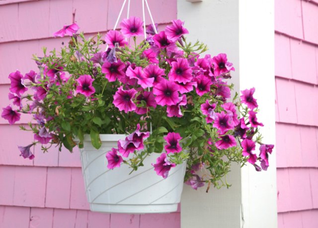 7 очаровательных ампельных растений для балкона и террасы