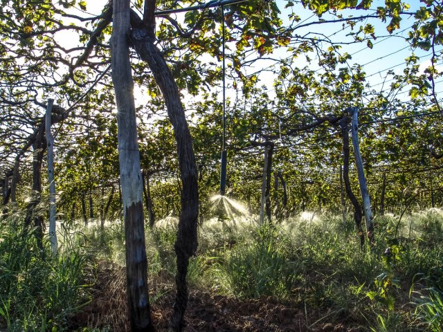 7 проверенных способов защитить виноград от возвратных весенних заморозков