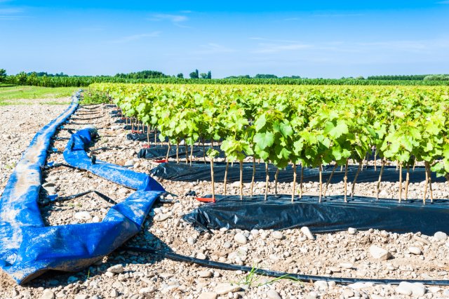 7 проверенных способов защитить виноград от возвратных весенних заморозков