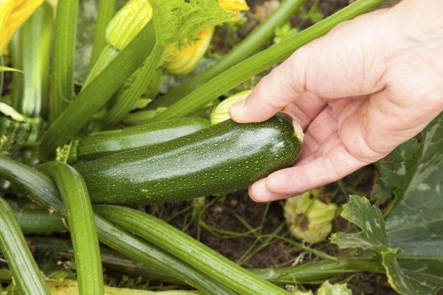 9 быстрорастущих растений для весеннего огорода 