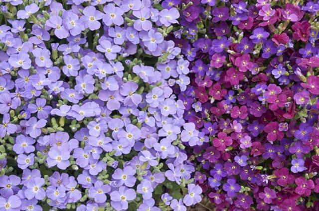 9 привлекательных растений, цветущих в мае