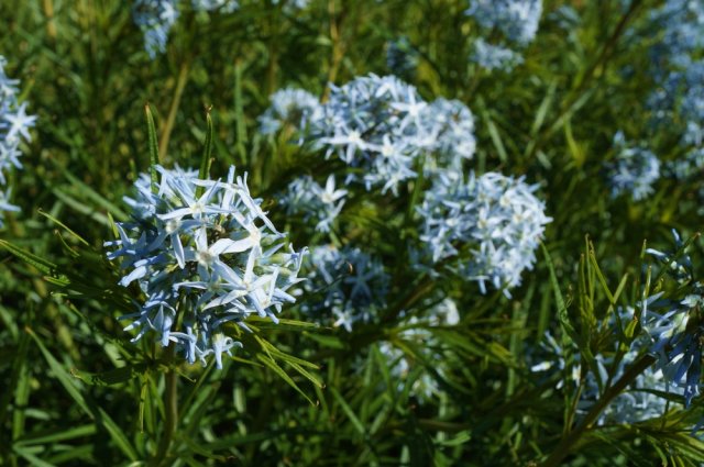 Амсония – как вырастить в саду американскую "голубую звезду"