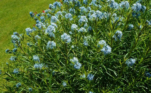 Амсония – как вырастить в саду американскую "голубую звезду"