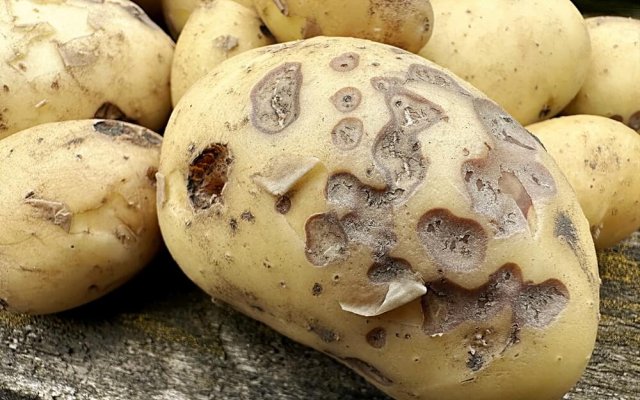 Что делать, если семенная картошка испортилась