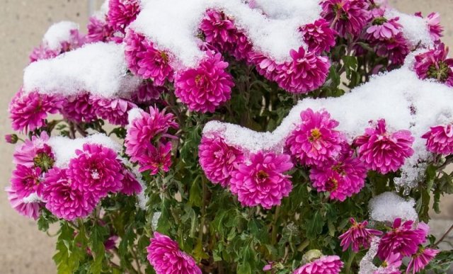 Цветы, которые не боятся заморозков, – подборка для северной клумбы