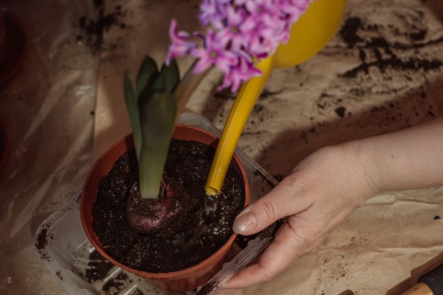 Гиацинт домашний в горшке. Цветонос у гиацинта. Как сохранить цветение гиацинта. Гиацинт пересаживание. Горшечный гиацинт.