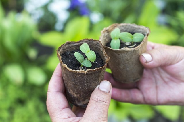 Гигантские тыквы: сорта и секреты выращивания