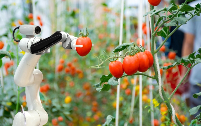 Инновации для сельского хозяйства: урожай в России растят искусственный интеллект и цифровые платформы