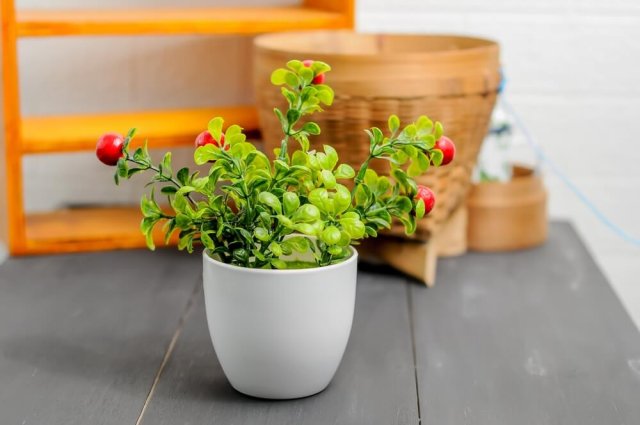 Искусственные растения на даче и в квартире – а есть ли смысл? 