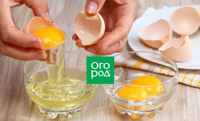 Как быстро и правильно отделить желток от белка в сыром яйце