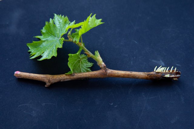 Как посадить виноград весной: инструкция для начинающих