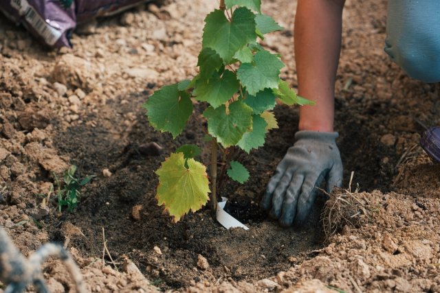 Как посадить виноград весной: инструкция для начинающих