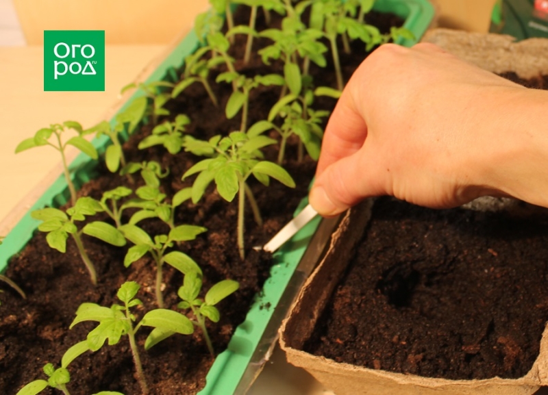 Как посеять на рассаду томаты и когда это сделать – пошаговый мастер-класс с фото 