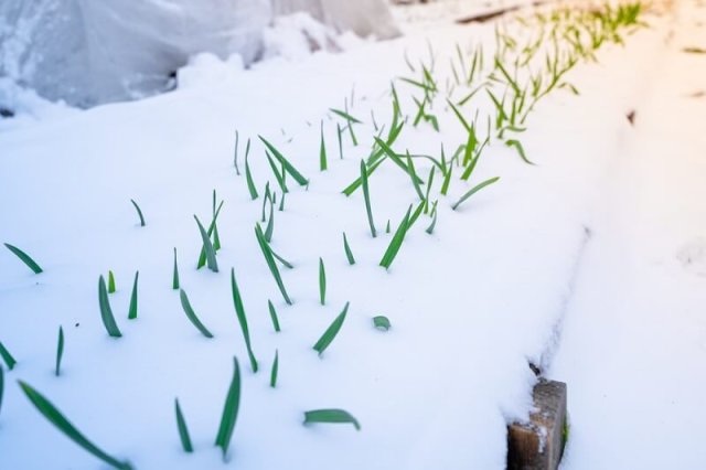 Как спасти сад и огород после снегопада в мае