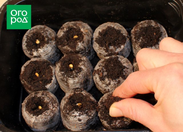 Как вырастить рассаду в торфяных таблетках – пошаговый мастер-класс с фото 