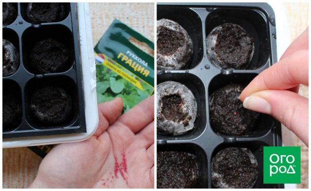 Как вырастить рассаду в торфяных таблетках – пошаговый мастер-класс с фото 