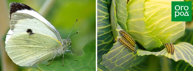 Какие бабочки угрожают вашему урожаю – фото и описания бабочек-вредителей