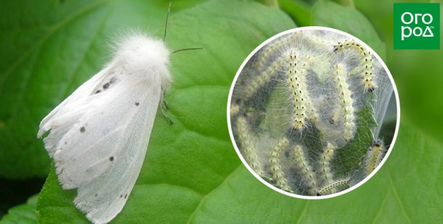 Какие бабочки угрожают вашему урожаю – фото и описания бабочек-вредителей
