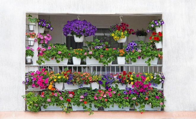 Какие цветы посадить на балконе, чтобы радовали все лето 