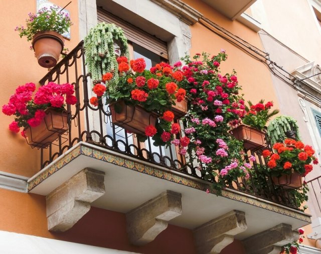 Какие цветы посадить на балконе, чтобы радовали все лето 