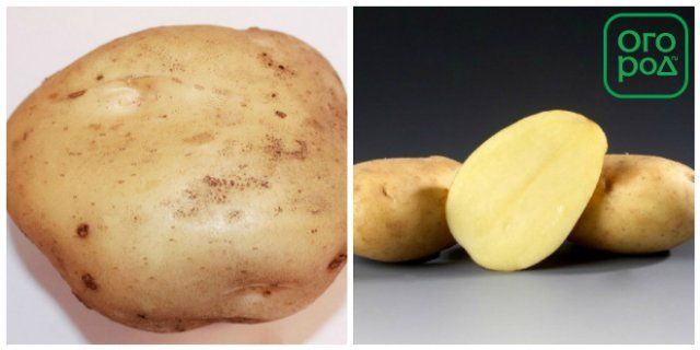 Картофель под пленкой − как получить урожай на три недели раньше