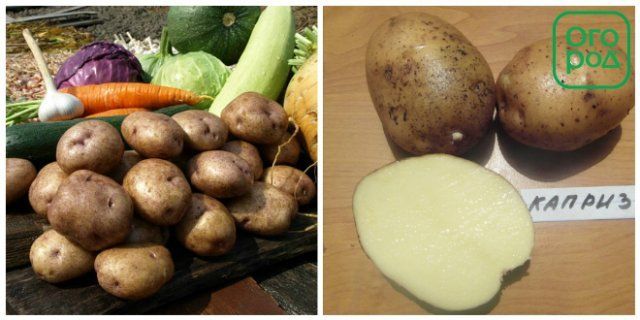 Картофель под пленкой − как получить урожай на три недели раньше
