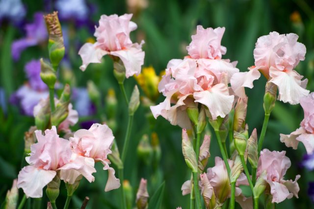 Клумба непрерывного цветения в розовых тонах: растения и схема 
