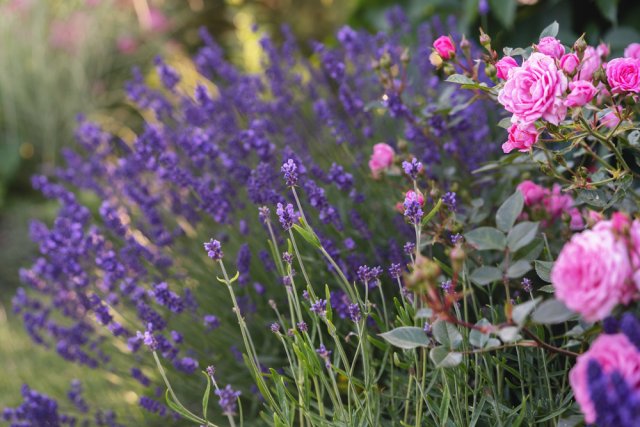 Клумба непрерывного цветения в розовых тонах: растения и схема 