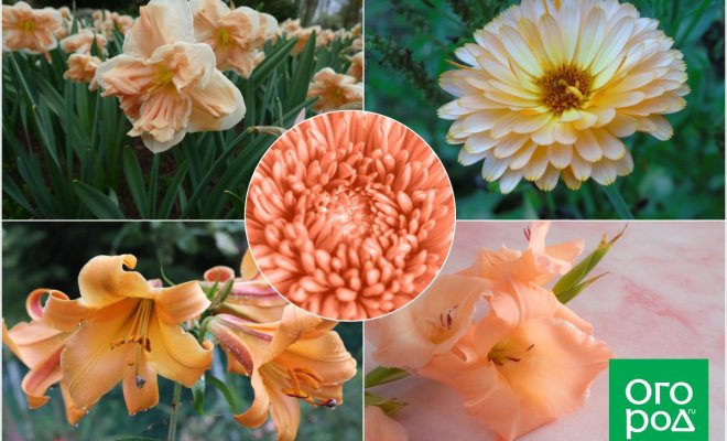 Клумба в оттенках 2024: 10 растений с персиковыми цветами 
