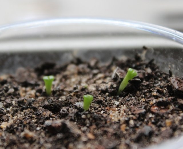 Литопсы и другие "живые камни" в квартире – учимся выращивать