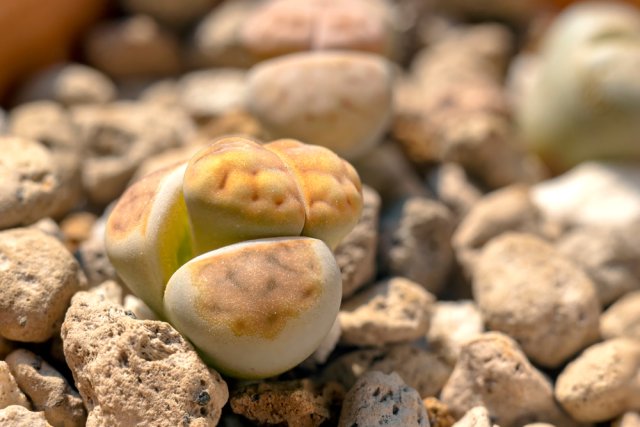 Литопсы и другие "живые камни" в квартире – учимся выращивать