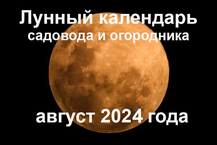 Лунный календарь садовода и огородника на август 2024 года