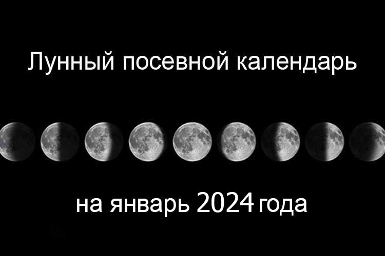 Лунный посевной календарь садовода на январь 2024 года