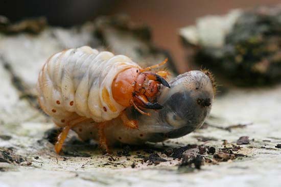Майский жук: как бороться с личинками-вредителями