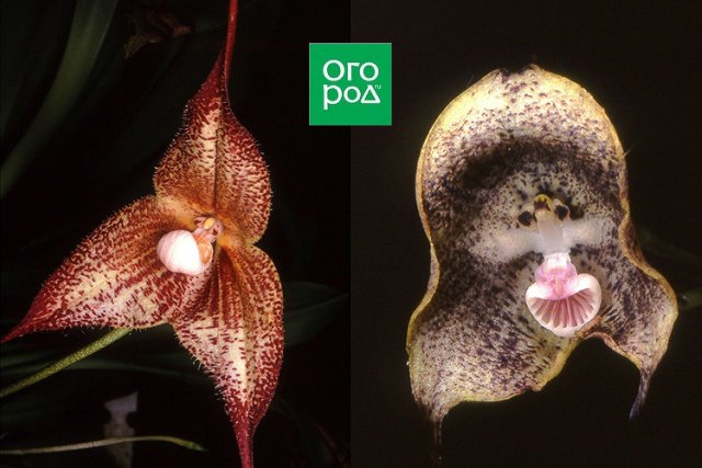 Малоизвестные виды орхидей – как выглядят, как вырастить дома 
