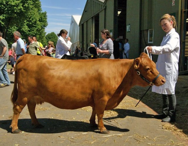 Мини-коровы – декоративная забава или новая тенденция в животноводстве? 