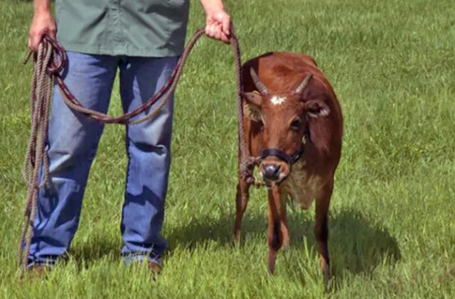 Мини-коровы – декоративная забава или новая тенденция в животноводстве? 