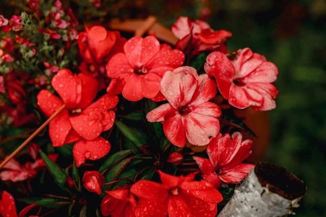 Насыщенно-красный цветник: схемы, растения, уход