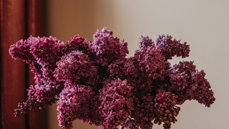 Назван простой способ поддержать здоровье комнатных цветов